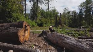 Best Root Management and Removal  in Patton Village, TX