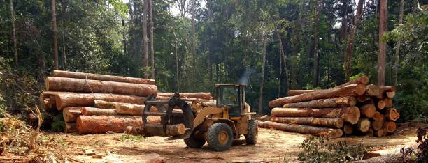 Reliable Patton Village, TX Tree Care Solutions